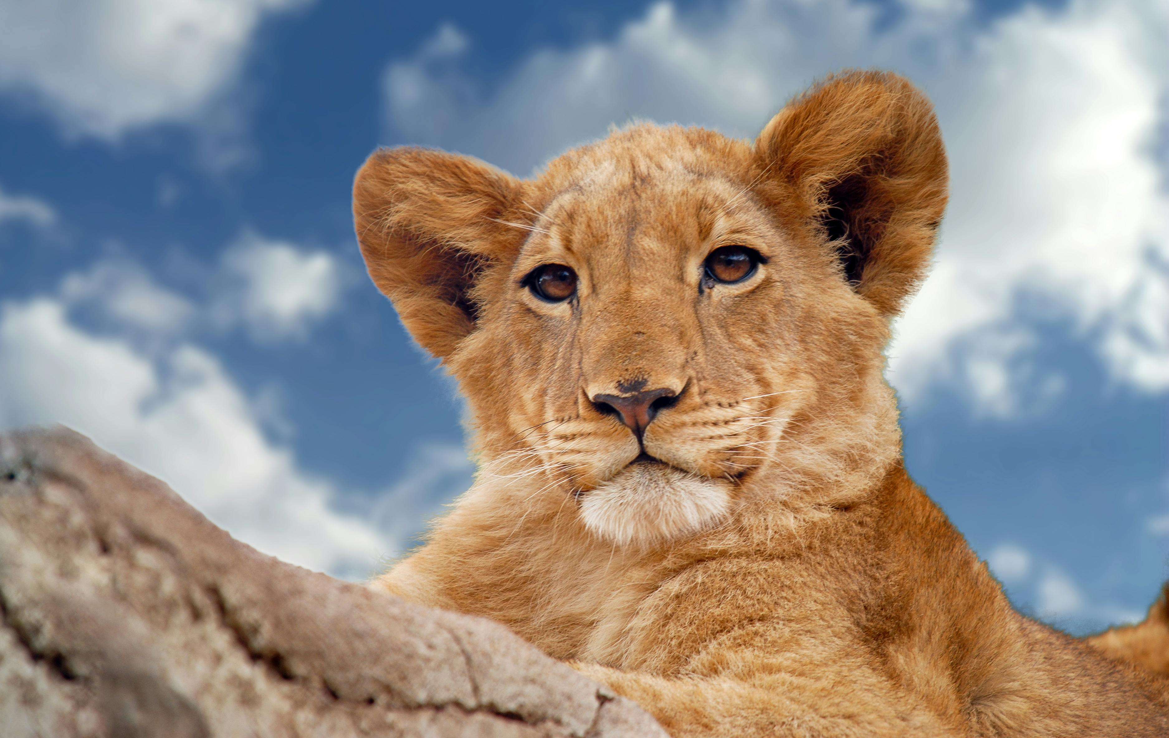 Safari experience 3
