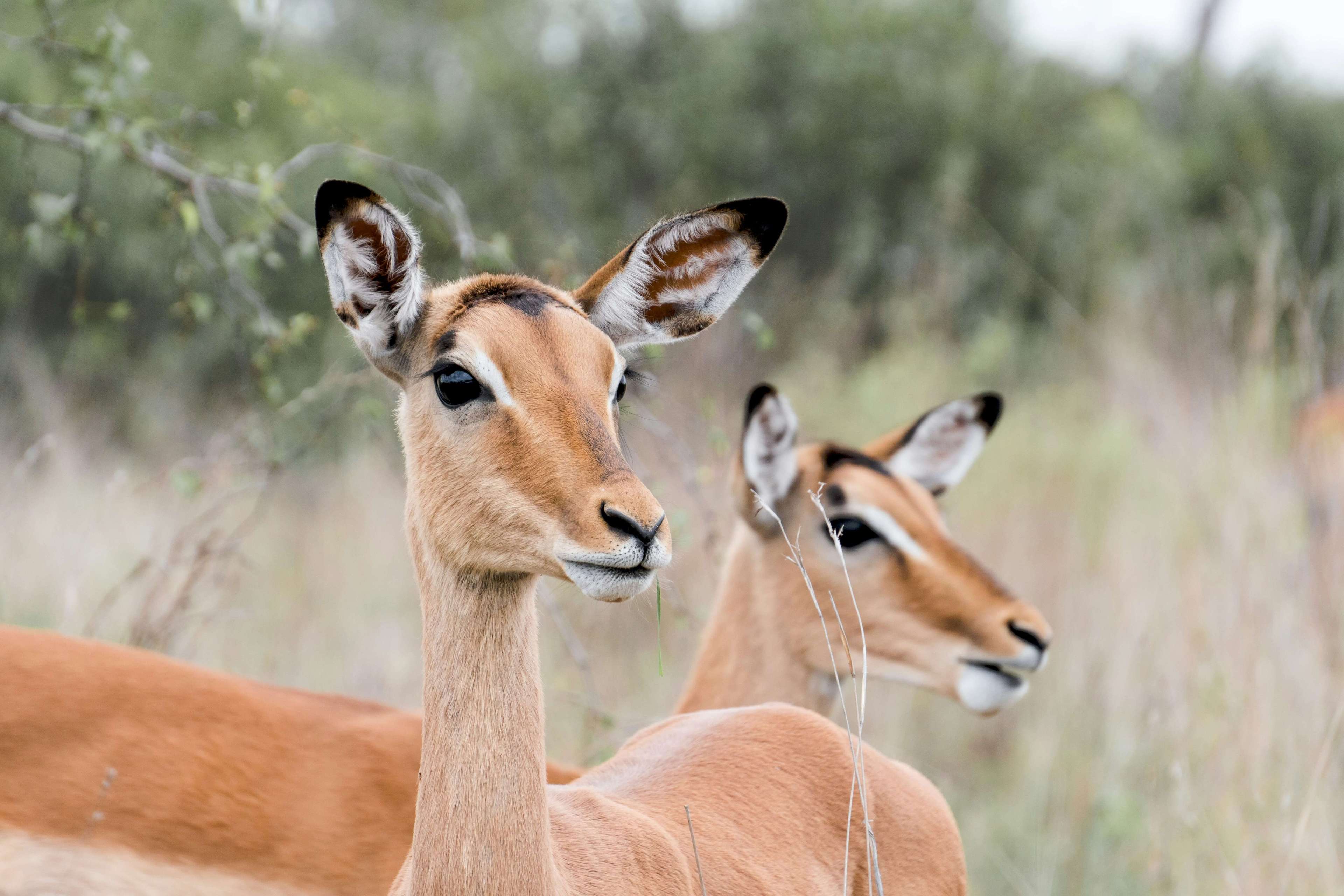 Safari experience 5
