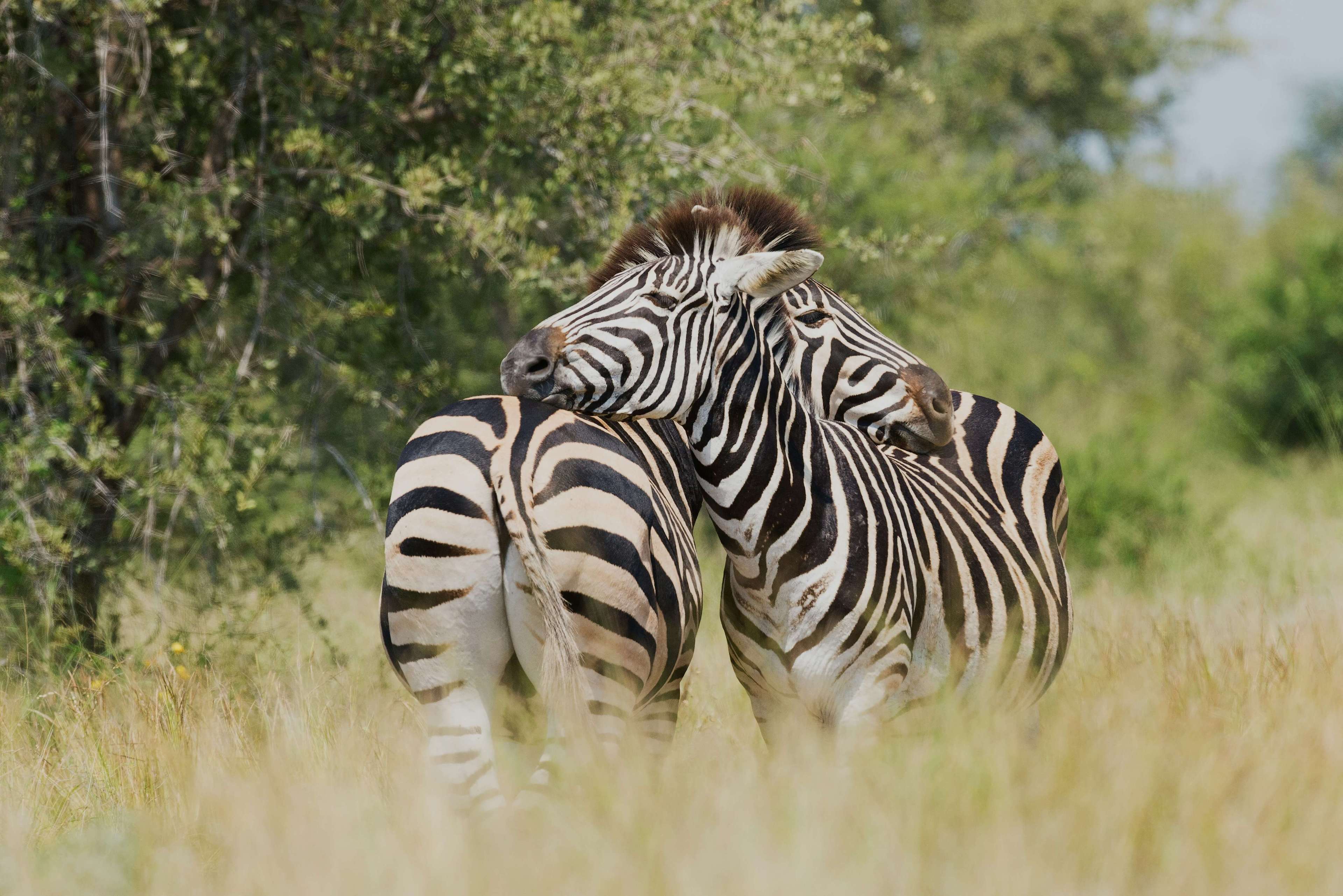 Safari experience 7