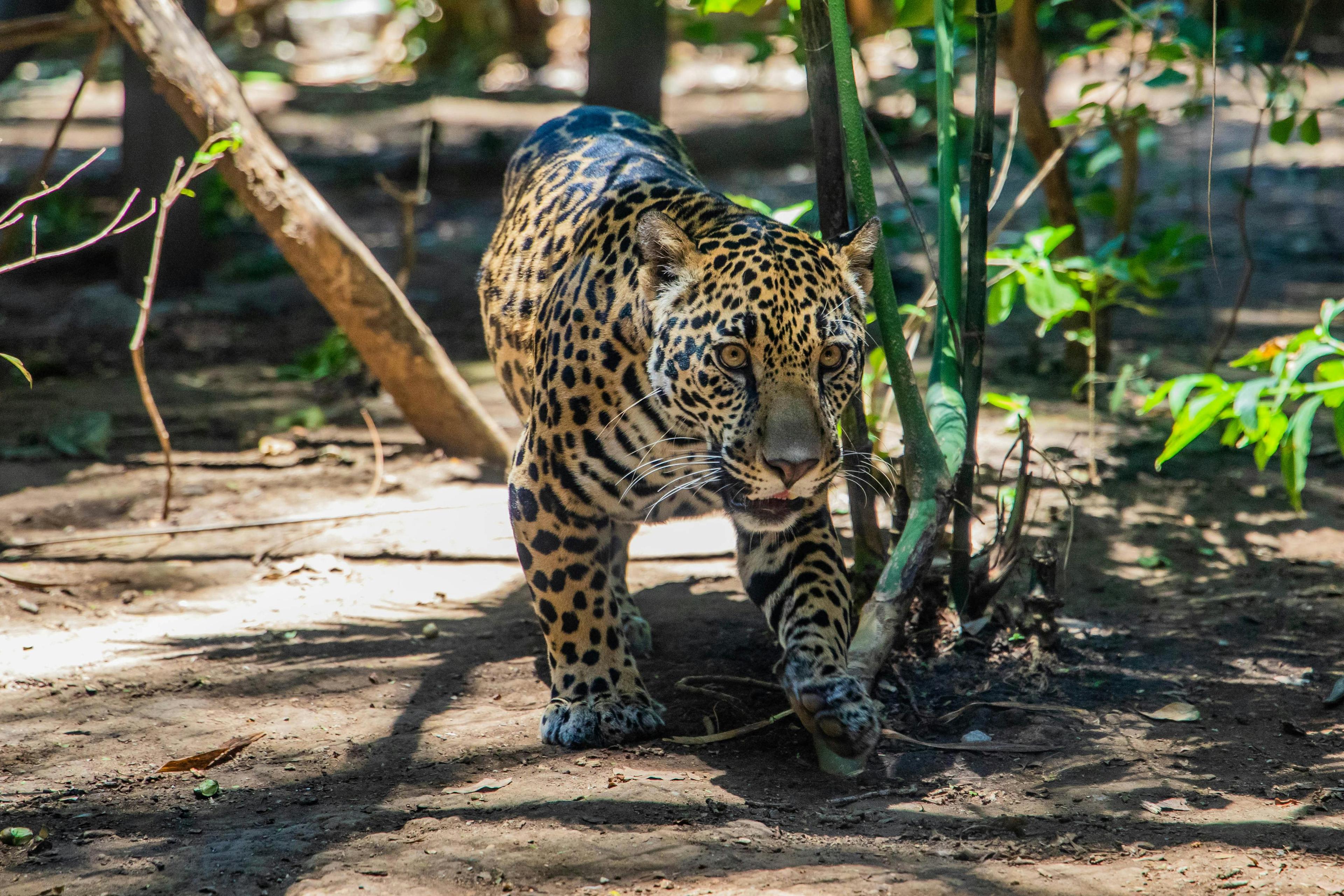 Full day Kruger Safari